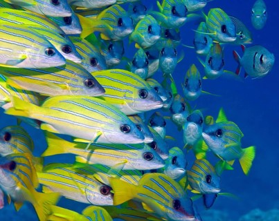 Close-up of shoal of bluestripe snapper (Lutjanus Kasmira), Pacific Ocean, Bora Bora, French