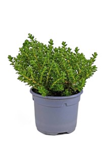Potted Hebe 'Green Boys' garden plant on white background
