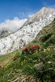 Alpine flowers in front of glacier Glacier des Bossons, behind summit of Aiguille du Midi,