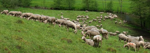 Grazing flock of sheep at the Trubach in the Trubach valley, Egloffstein, Upper Franconia, Bavaria,