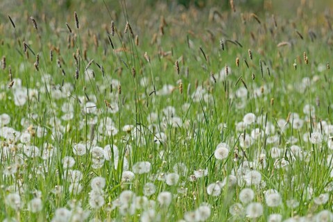 Meadow with sweet grass Meadow foxtail (Alopecurus pratensis), common dandelion (Taraxacum sect.