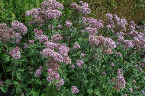 Common water astragal (Asteraceae), Bavaria, Germany, Europe