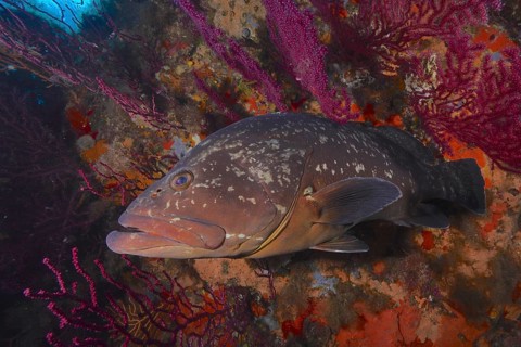 Dusky grouper (Epinephelus marginatus) (Mycteroperca marginatus) and violescent sea-whip