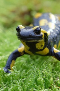 Fire salamander (Salamandra salamandra), running over moss, animal portrait, wildlife, North