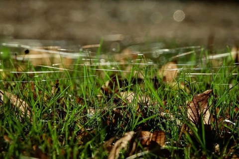 Meadow with cobweb threads, autumn, Germany, Europe