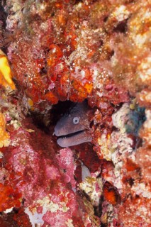 A mediterranean moray (Muraena helena) looks out of its cave in the Mediterranean Sea near Hyères.