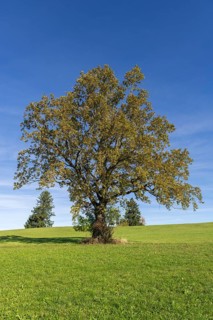 English oak (Quercus robur) in autumn on a meadow, fir trees, Allgäu, Bavaria, Germany, Europe