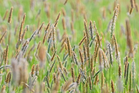 Meadow foxtail (Alopecurus pratensis), panicle with anthers, North Rhine-Westphalia, Germany,