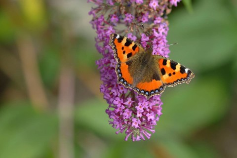 Small tortoiseshell (Aglais urticae), on summer lilac or butterfly-bush (Buddleja davidii), North
