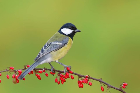 Great tit (Parus major) on green red barberry (Berberis thunbergii) with red berries in autumn,