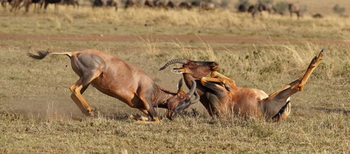 Fight between two Topi lei antelope bulls, Maasai Mara Game Reserve, Kenya, Africa