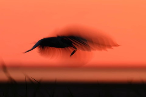 Common Tern (Sterna hirundo), flight study at sunset, in flight with motion blur of the wings, in
