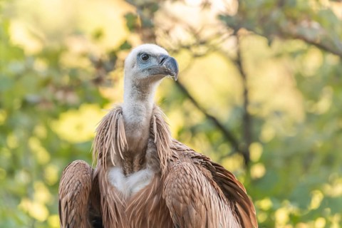 Young Griffon Vulture (Gyps fulvus) found on the ground having left its nest the first time.
