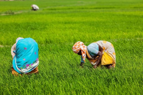TAMIL NADU, INDIA, FEBRUARY 13, 2014: Unidentified Indian women harvests rice in the paddy field.