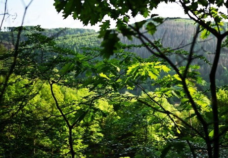 Forest in Sauerland, Germany, Europe