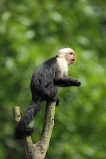 White-headed capuchin (Cebus capucinus), adult, capuchins, capuchin monkey, Cebus, capuchin-like,