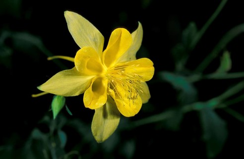 Golden Columbine, Sonora Desert, Arizona, USA (Aquilegia crysanthea), North American Columbine,