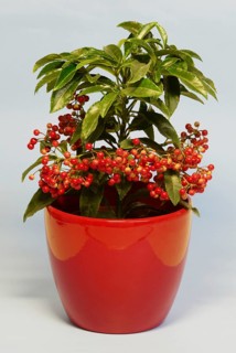 Hen's-eyes (Ardisia crenata)