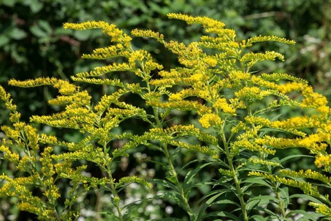 Giant goldenrod (Solidago gigantea), also known as tall goldenrod, yellow flowering,