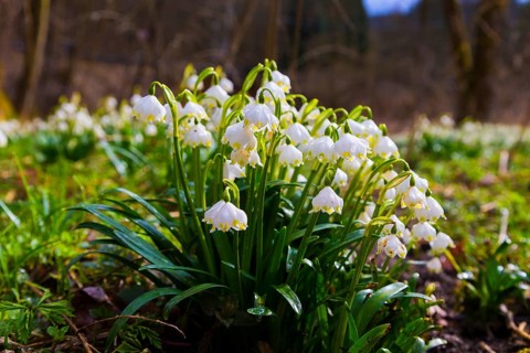 Marchflower blossoms in the Polenz Valley The Marchflower (Leucojum vernum) is in full bloom in the