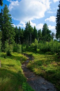 Rote Weißeritz near Schellerhau