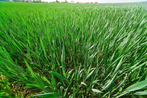 Wheat field in spring