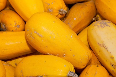 Pumpkins (Cucurbita) (Cucurbitaceae) are a genus of plants in the gourds . Five species are