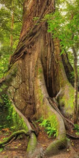30 metre high kapok silk-cotton tree (Ceiba pentandra) in the rainforest of Arenal National Park,