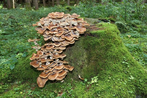 Fungus, Hallimasch (Armillaria gemina) on old tree stump, Allgäu, Bavaria, Germany, Europe