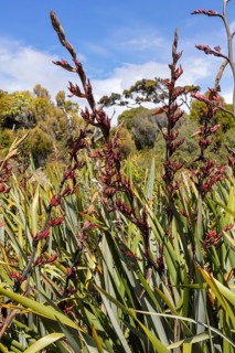 Flax (Phormium tenax), Ship Creek, New Zealand, Oceania