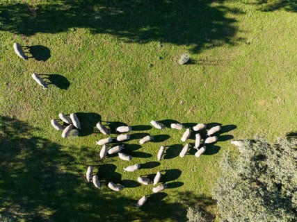 Grazing pigs and holm oaks (Quercus ilex) in the Sierra de Aracena, aerial view, drone shot, Huelva