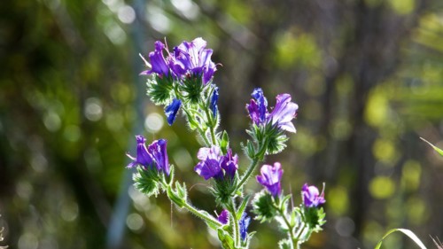 Plantain-leaved viper's bugloss (Echium plantagineum), backlight, close-up, Zingaro, National Park,