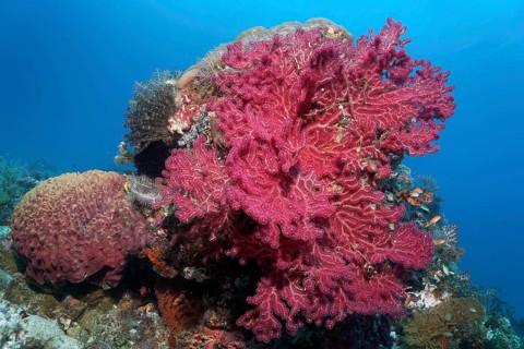 Gorgonian (Euplxaura), red, on small coral block, Great Barrier Reef, UNESCO World Heritage Site,