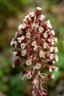 Butterbur (Petasites hybridus), medicinal plant, herb, wild plant, medicinal use