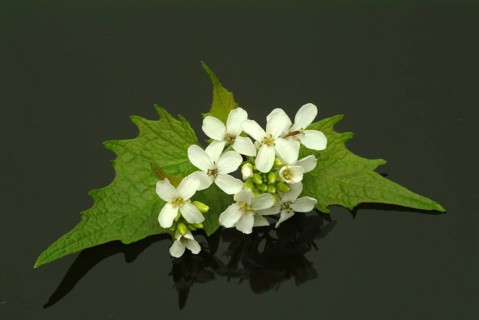 Garlic rue, garlic rue, medicinal plant, seasoning plant, spice, herb, wild plant, medicinal use,