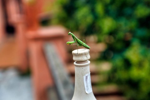 Praying mantis (Mantis religiosa) sitting on cork, bottle neck, Spain, Europe