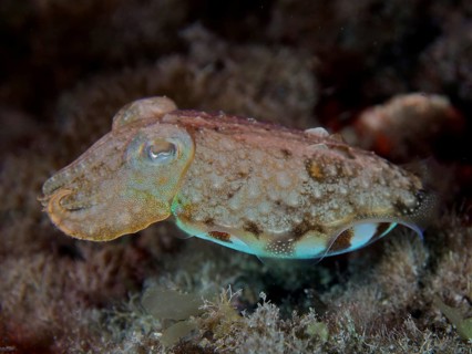 Juvenile cuttlefish (Sepia officinalis) at night, dive site Los Cancajos, La Palma, Canary Islands,