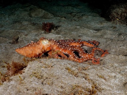 White spotted octopus (Callistoctopus Octopus macropus) at night. Dive site El Cabron Marine