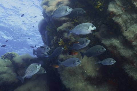 Shoal, group of black seabream (Spondyliosoma cantharus) in the Mediterranean Sea near Hyères. Dive