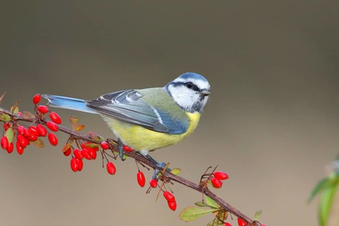 Blue Tit (Parus caeruleus) on Green Barberry (Berberis thunbergii) with red berries in autumn,