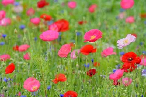 Flowering strip, flowering area with poppy flowers (Papaver rhoeas) and cornflowers (Centaurea