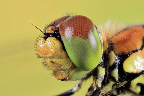 Ruddy darter (Sympetrum sanguineum), female, macro, detailed head portrait, Isental, Bavaria,
