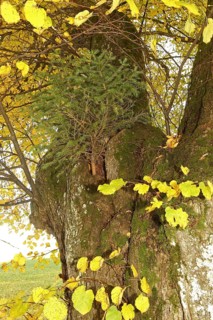 Large-leaved linden (Tilia platyphyllos) with a spruce (Picea) growing out of a hole in the trunk,