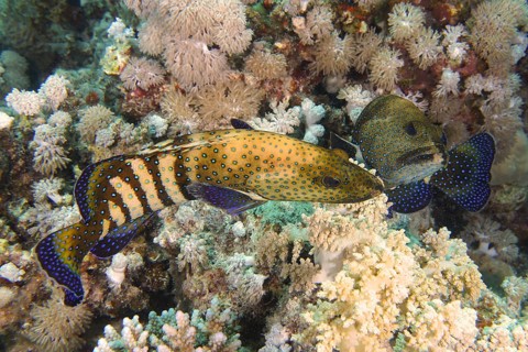 Pair of bluespotted grouper (Cephalopholis argus) during courtship, mating, dive site House Reef,