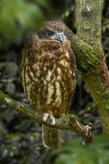 Australian boobook, Southern boobook (Ninox boobook) owl species native to Australia, New Guinea,