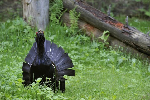 Western Capercaillie (Tetrao urogallus), Wood Grouse, Heather Cock male displaying and calling in