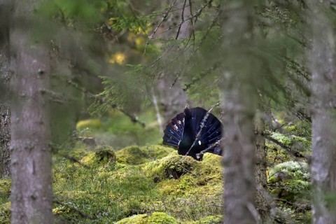 Western Capercaillie (Tetrao urogallus), Wood Grouse, Heather Cock calling during courtship display