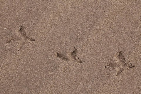 Western Capercaillie (Tetrao urogallus), Wood Grouse, Heather Cock footprints in the sand