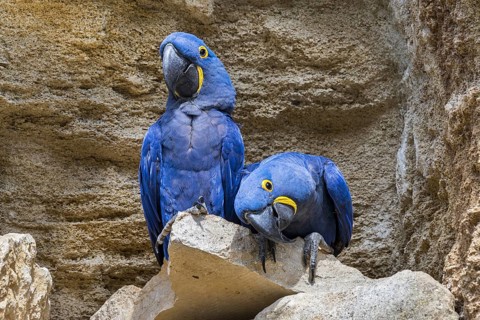 Hyacinth macaw, hyacinthine macaws (Anodorhynchus hyacinthinus) pair on rock ledge in cliff face,