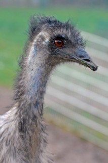 Close up of emu (Dromaius novaehollandiae) bird head